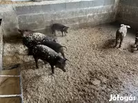Reprodutor, Мангалица — foto 7