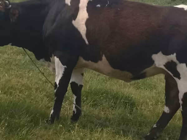 ወንድ በሬ, Russian Black pied cattle