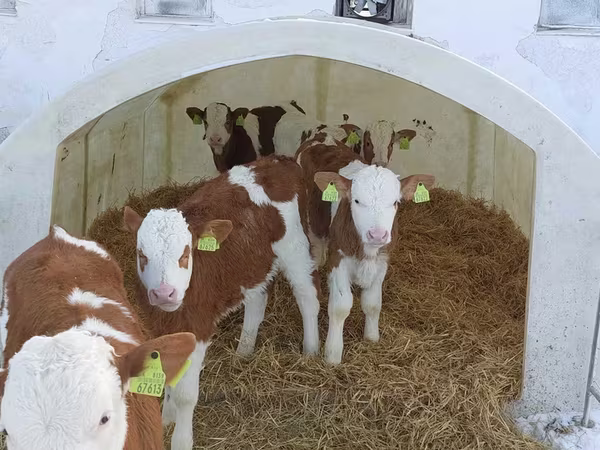 گاو نر, Simmental cattle