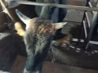 Toro, Aberdeen Angus — foto 6