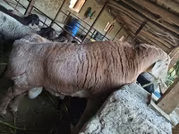 Қошқар, Arashan sheep — 5-сурет