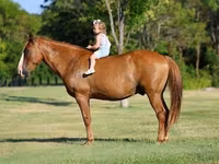 اسب نر, Quarter Horse — عکس 4