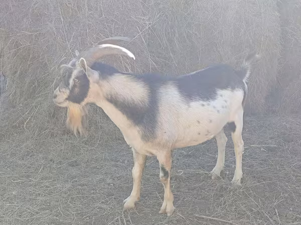 Cabra, Alpine goat
