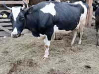 گاو ماده, Swiss cattle — عکس 5