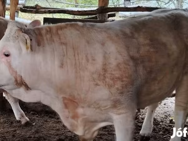 Bik, Simmental cattle
