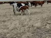 Krava, Simmental cattle — fotografija 3