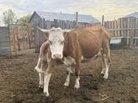 วัวตัวเมีย, Simmental cattle — รูปภาพ 5