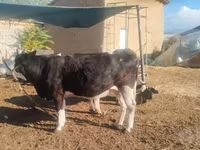 Kuh, Russian Black pied cattle — Foto 2