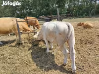 Бик, Charolais cattle — фото 1