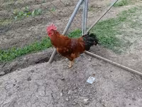 Chickens — լուսանկար 1
