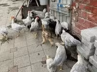 Chickens — снимка 2