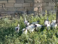 Chickens — Foto 4