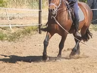 Kuda jantan, Međimurje horse — foto 6