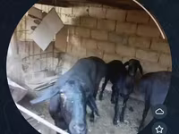 میش, گوسفند — عکس 1