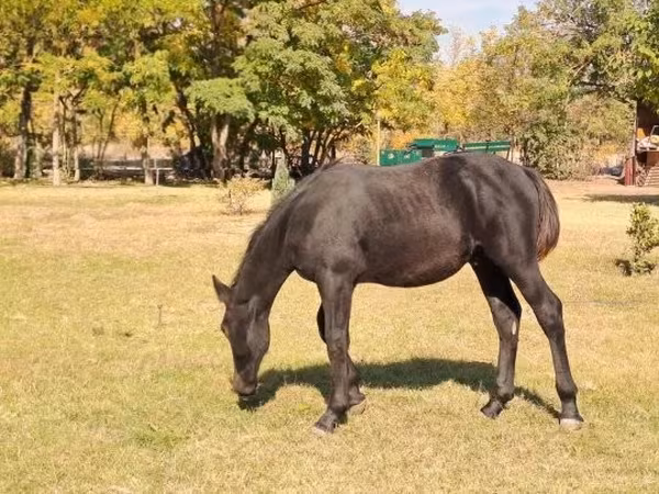 Адуу, Nonius horse