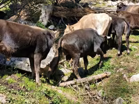 公牛, Aberdeen-Angus — 照片 5