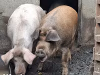 Scrofa, Дюрок — foto 7