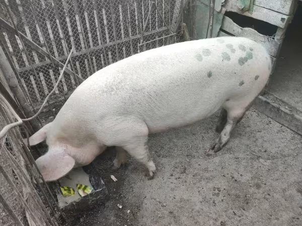 Cinghiale, Maiali