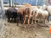 میش, Hissar sheep — عکس 4