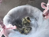 Ducks — 사진 8