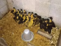 Pekin german — foto 8