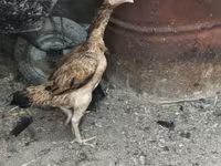 Chickens — zdjęcie 2