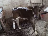 गाय, Simmental cattle — फ़ोटो 1