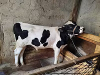 Tyre, Russian Black pied cattle — foto 5