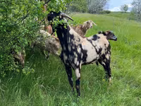 Kozel, Kozy — foto 4