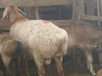 مینڈھا, Arashan sheep — تصویر 8
