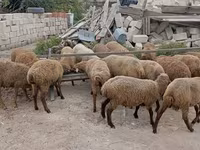 میش, گوسفند — عکس 7
