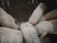 หมูป่าตัวผู้, หมู — รูปภาพ 3