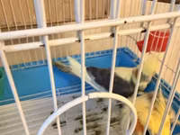 Nymph (cockatiel) cütlüyü və qəfəs komplekti - Növ: Nymph paraket — รูปภาพ 2