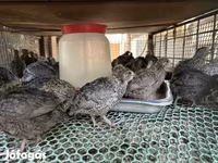 Quails — รูปภาพ 1