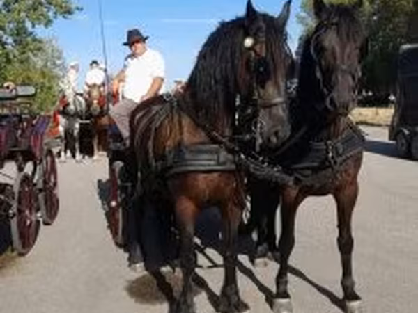 Kůň, Friesian