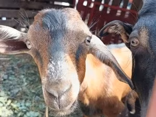بز ماده, بز