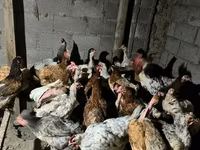 Chickens — 照片 3