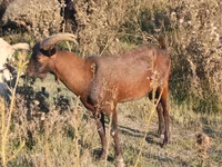 Oğlak, Alpine goat — foto 4
