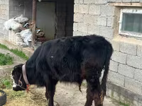 گاو نر, Simmental cattle — عکس 5