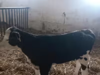 Sapi, Simmental cattle — foto 2