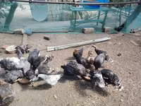 Chickens — foto 3