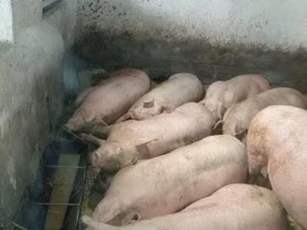 Svin (parti, køn ikke angivet), Grise