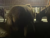اسب نر, Yakutian horse — عکس 6