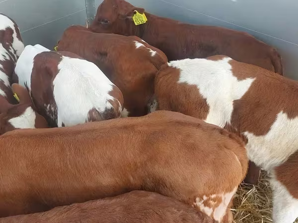 โคเนื้อ (เป็นล็อต, ไม่ระบุเพศ), Simmental cattle