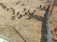 Turkeys — foto 1