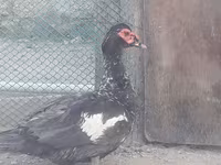 Ducks — ფოტო 3