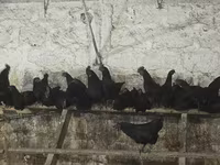 Ayam Cemani — zdjęcie 3