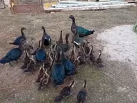Ducks — تصویر 3
