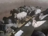 قوچ, گوسفند — عکس 1