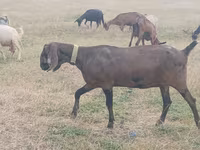 母山羊, Nubian Goat — 照片 1